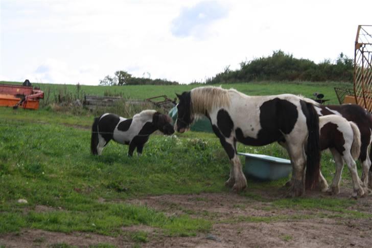 Irish Cob RH Mathilde (ICS M VB2) - Mathilde hilser lige på min Fernando... :D billede 8