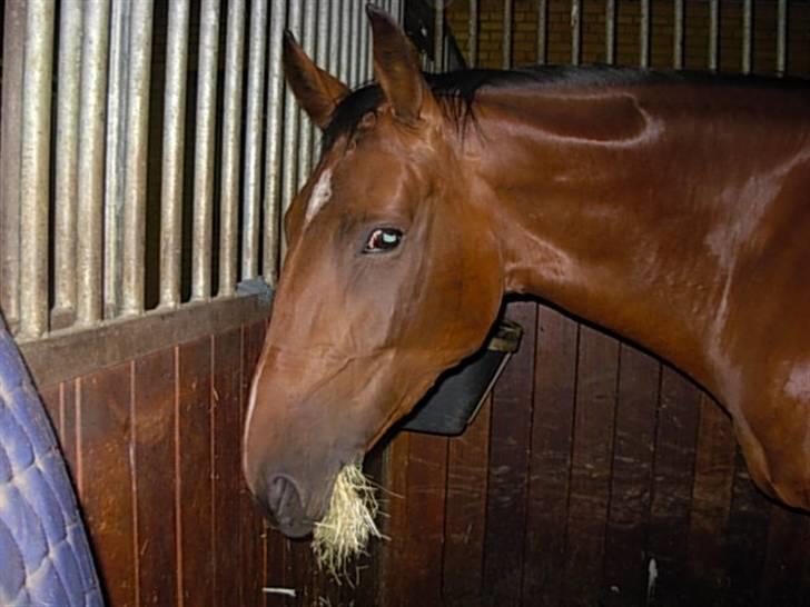 Dansk Varmblod chateau - nam, nam mad :) billede 14