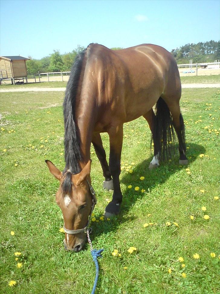 Dansk Varmblod chateau - på chateau´s fødselsdag (maj 2010) billede 15