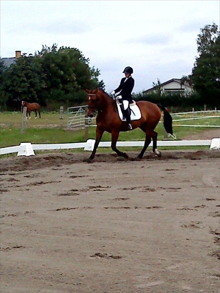 Dansk Varmblod chateau - første stævne billede 16
