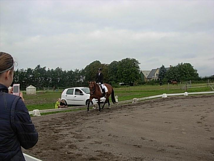 Dansk Varmblod chateau - stævne *lb1* billede 17
