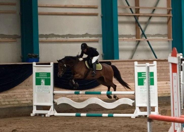 Welsh Pony (sec B) Bjerregårds Sergeant *solgt* - Vi er lige blevet færdige med programmet. billede 10