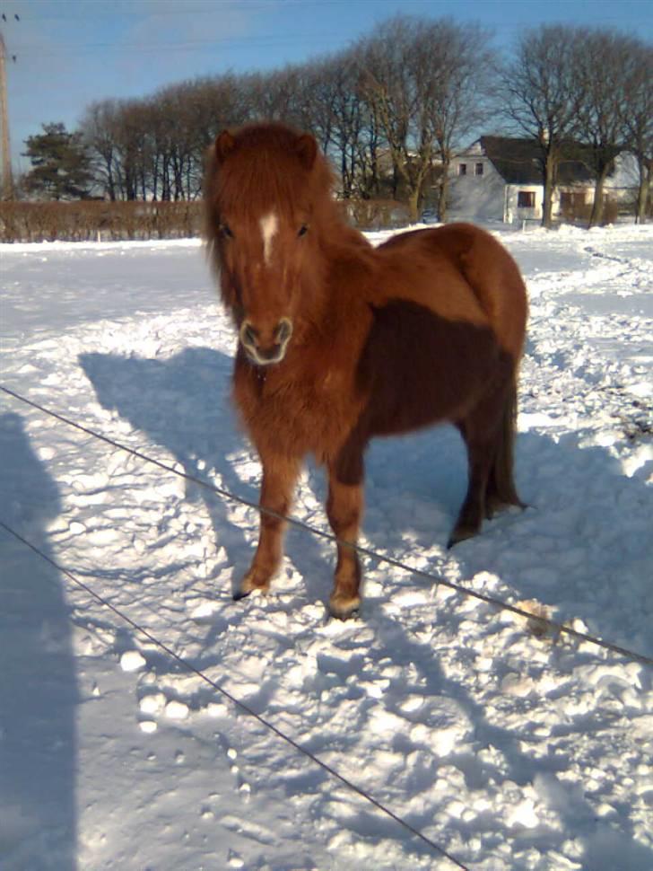 Islænder Röskva fra Vinkelhede billede 3