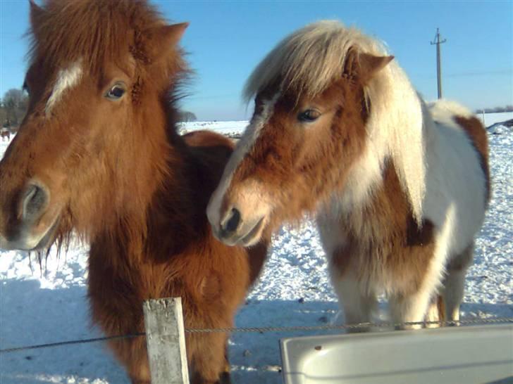 Islænder Röskva fra Vinkelhede billede 4