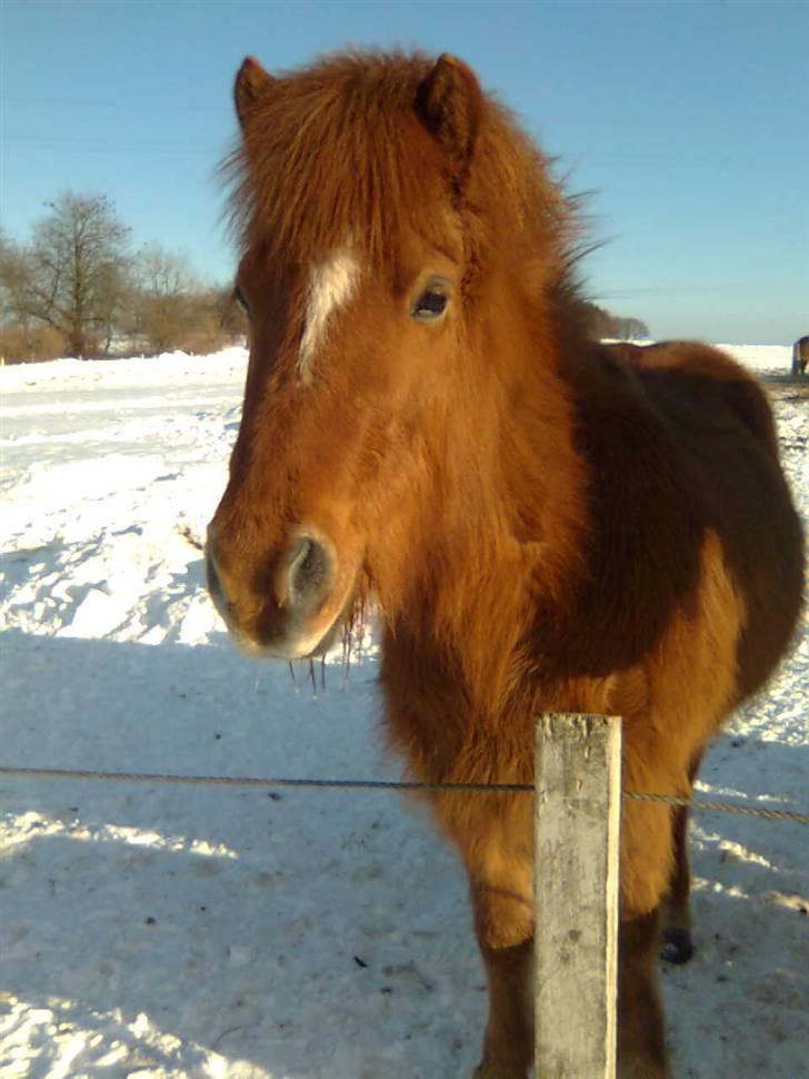 Islænder Röskva fra Vinkelhede billede 5