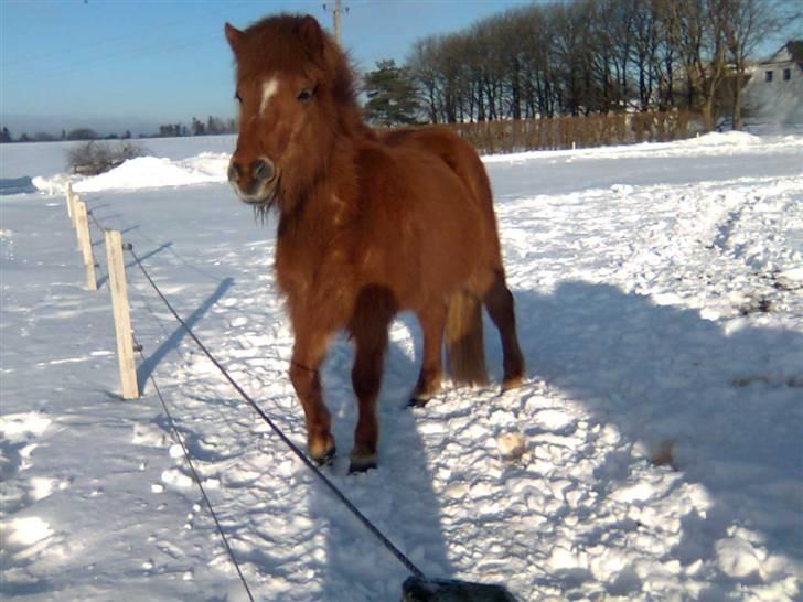 Islænder Röskva fra Vinkelhede billede 6