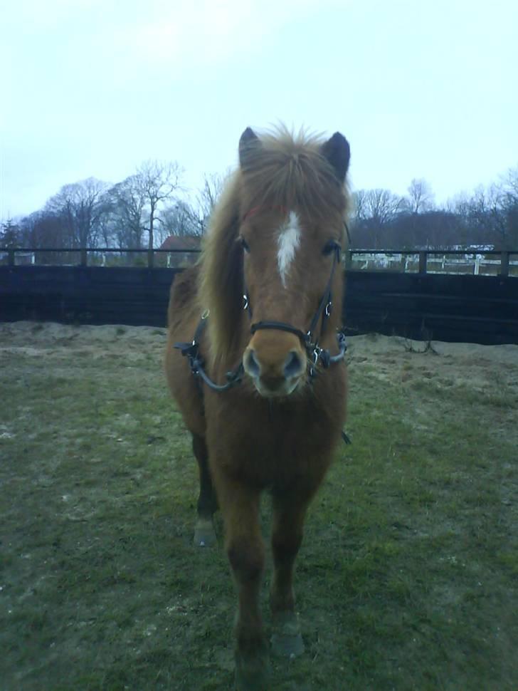 Islænder Röskva fra Vinkelhede billede 7