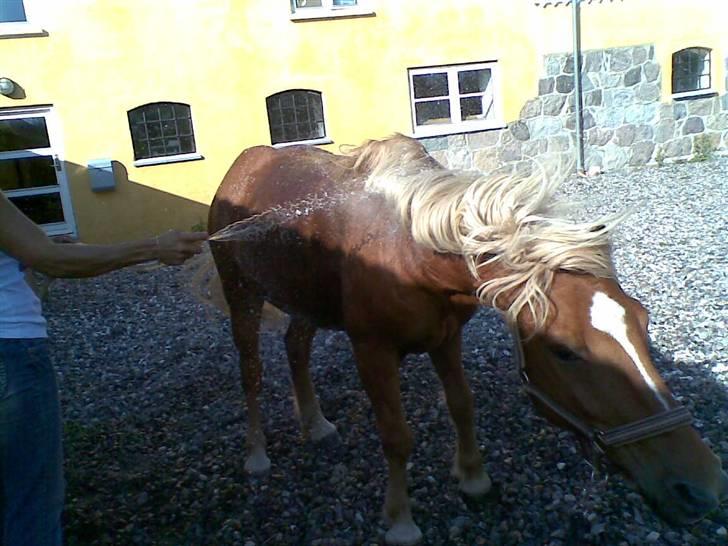 Haflinger jumber*Mit et og alt* - så skal der rystesfoto;mig billede 12