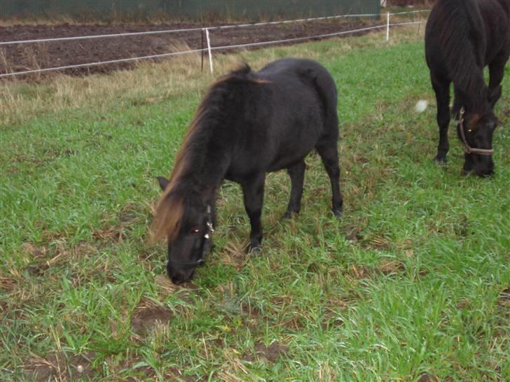 Shetlænder Speedy *Solgt og savnet* billede 6