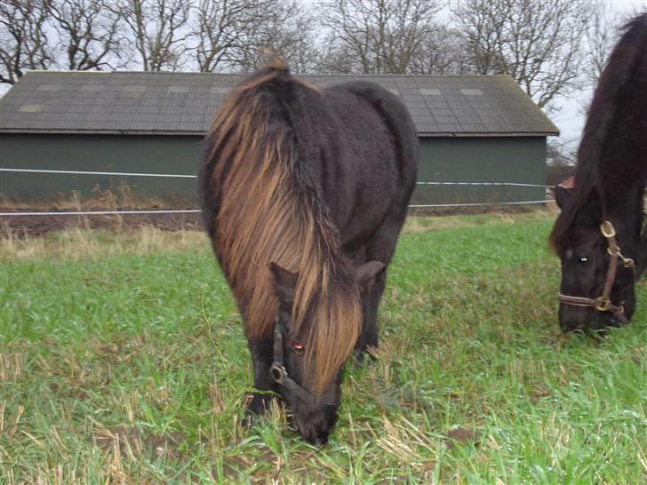 Shetlænder Speedy *Solgt og savnet* billede 7