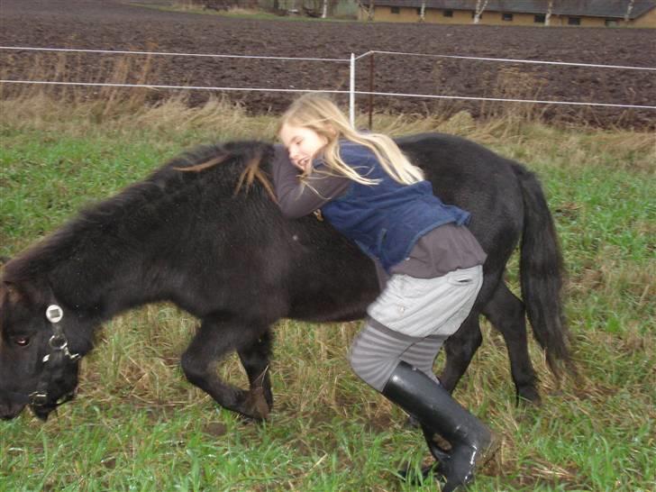 Shetlænder Speedy *Solgt og savnet* billede 8