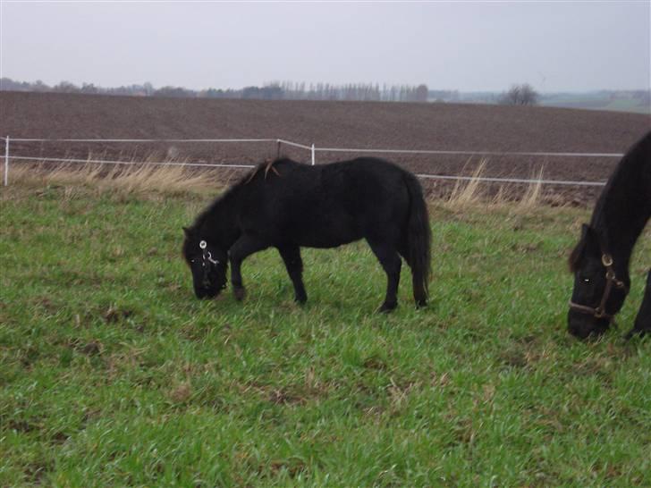 Shetlænder Speedy *Solgt og savnet* billede 9