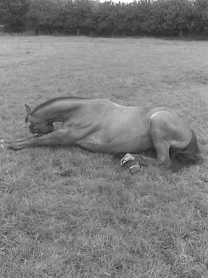 Hollandsk Sportspony Team Sødrings Toni -solgt - Toni tager sig en morfar billede 16