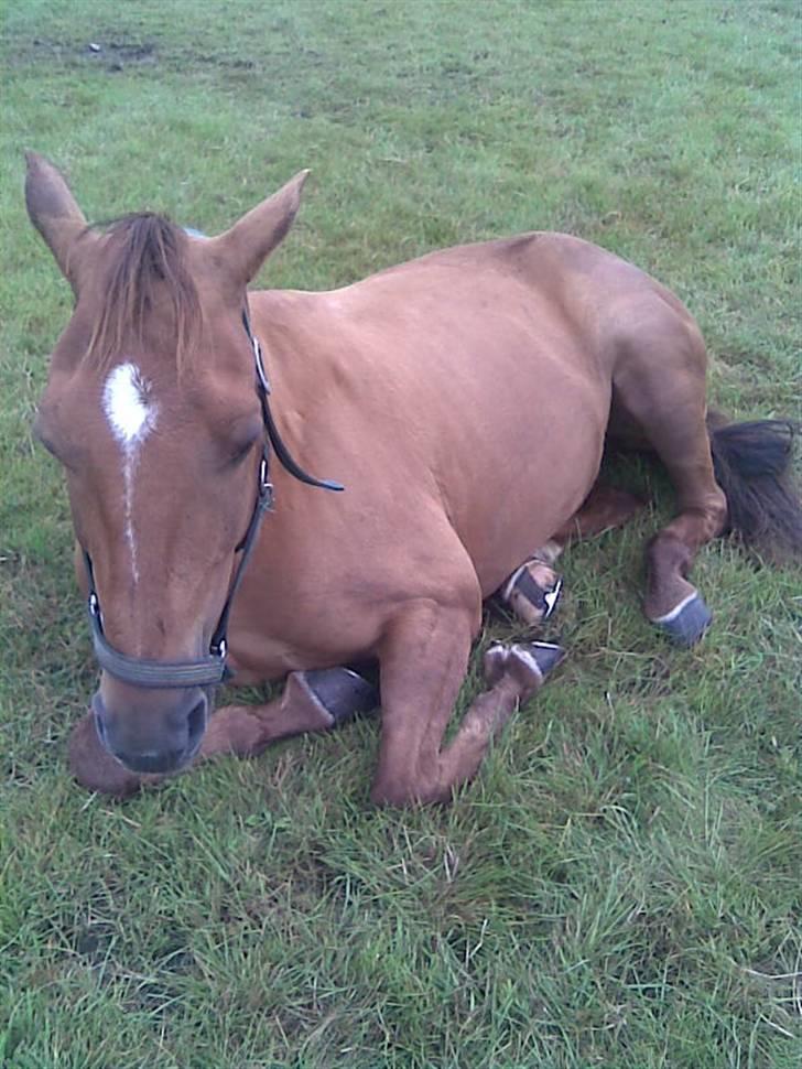 Hollandsk Sportspony Team Sødrings Toni -solgt - Toni dovner den af billede 17