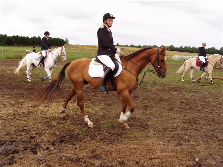 Hollandsk Sportspony Team Sødrings Toni -solgt - Opvarmning til spring i Skælskør billede 18