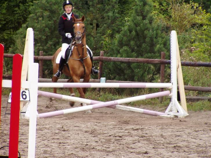 Hollandsk Sportspony Team Sødrings Toni -solgt - Skælskør vores første LC billede 19