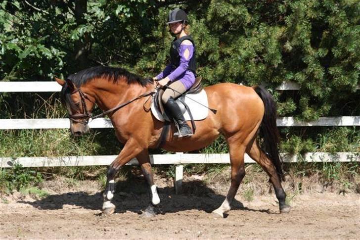 New Forest Fleur   - Hos tidligere ejer ;p<3 billede 6