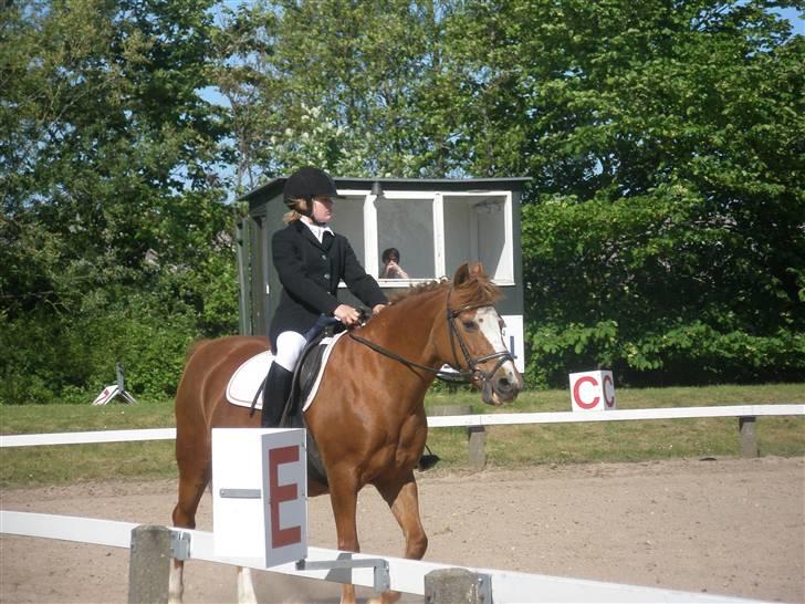 Anden særlig race  Sus R.I.P - Randi til stævne på sus billede 7