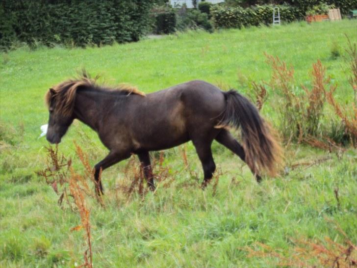 Islænder Bláus fra Belkanto *Solgt* - 1 aug 2010.. sikken kraftig hale :) min smukke Baby hest.. billede 8
