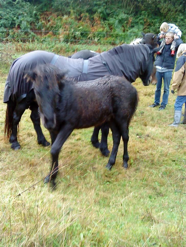 Islænder Bláus fra Belkanto *Solgt* - bláus og hans mor da jeg var over og se ham i septemver måned i regnvejr :(  billede 15