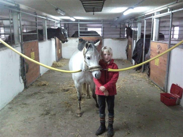 Welsh Pony af Cob-type (sec C) Korreborgs Rubin (Solgt) billede 10