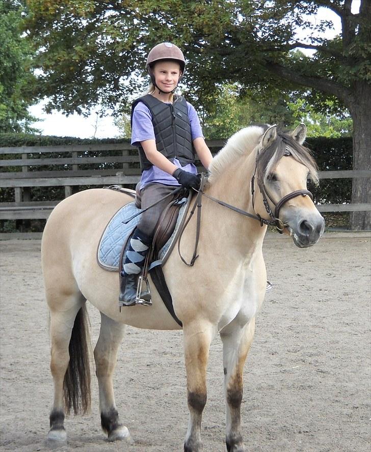 Fjordhest Kastanjegårdens Bolette  - FIK HENDE EFTER SPRINGTIMEN! ellers skulle hun ha´ været skolehest :´( men istedet min jagt pony ;D<3 Foto: Mor billede 10