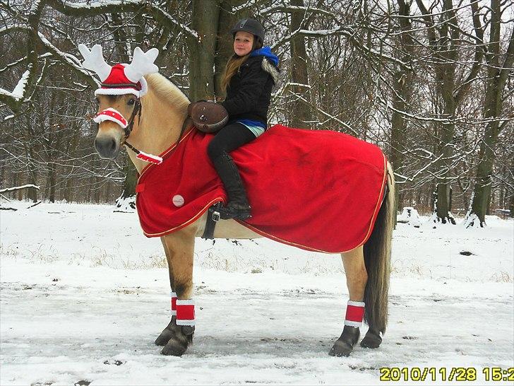 Fjordhest Kastanjegårdens Bolette  - Åhh nej et heste rensdyr!!<3 med mathilde:D D. 28/11-10 billede 12