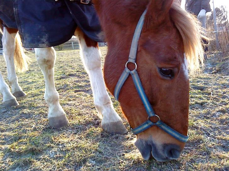 Pinto Freja < 33 Solgt :( - Velkommen ! *  billede 1