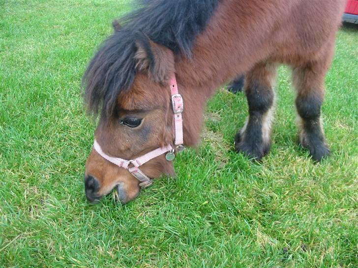 Shetlænder Spivrit<3 - 3)nam nam græs   ´foto mig´ billede 3