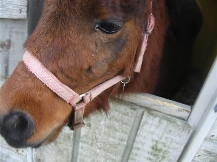 Shetlænder Spivrit<3 - 5)spivrit i legehuset  ´foto mig´ billede 5