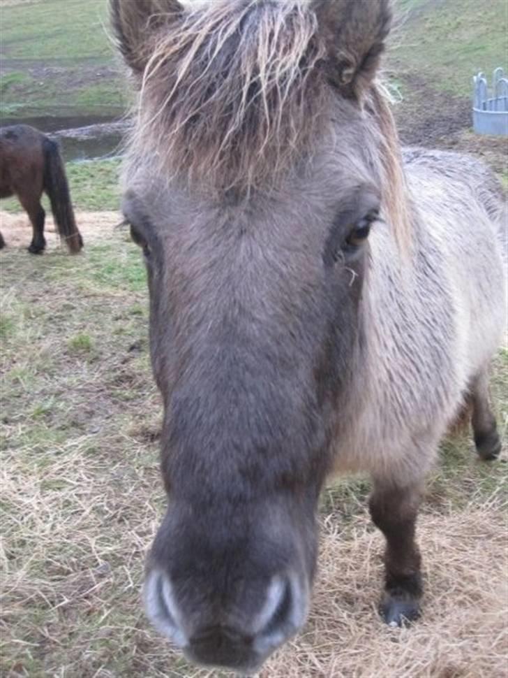 Islænder Trausti <3 tidl. lånehest - fold billede 6