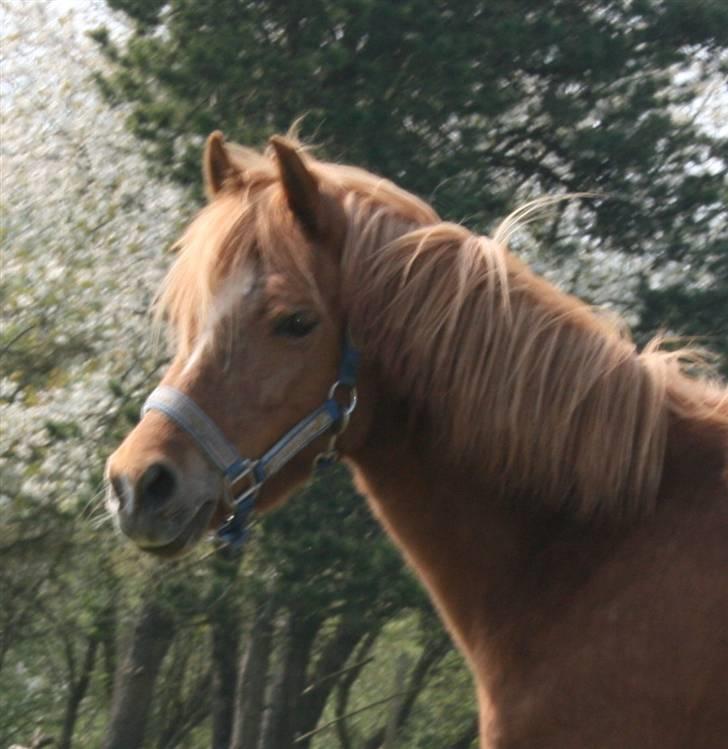 Welsh Cob (sec D) Barnhoeve´s Margot solgt  billede 1