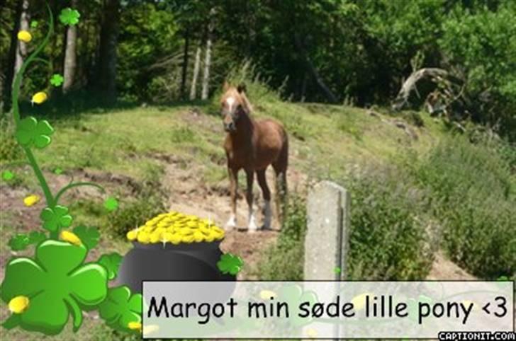Welsh Cob (sec D) Barnhoeve´s Margot solgt  billede 2
