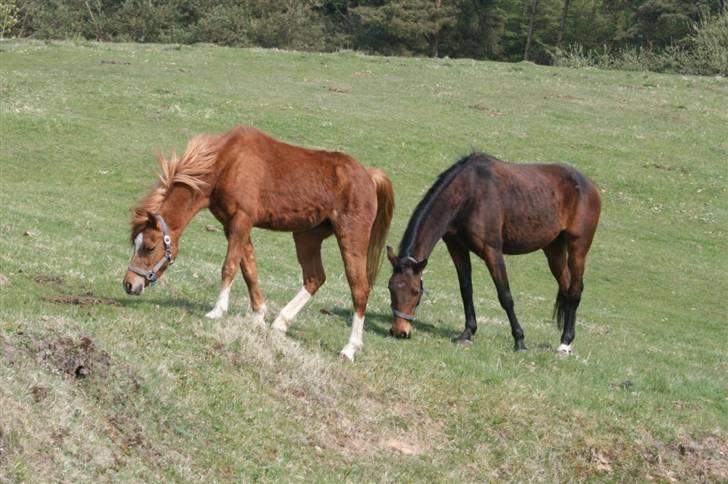 Welsh Cob (sec D) Barnhoeve´s Margot solgt  billede 3