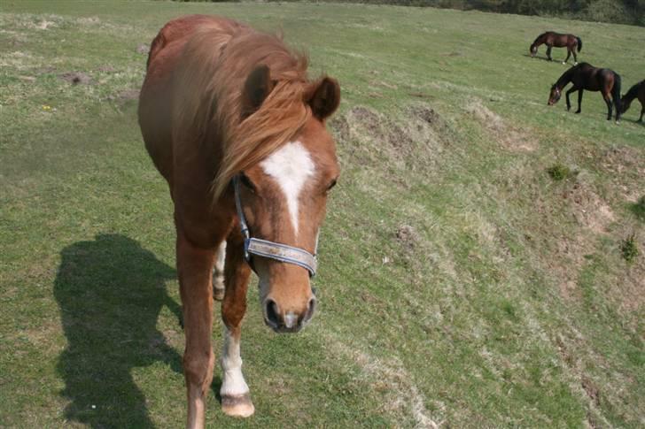 Welsh Cob (sec D) Barnhoeve´s Margot solgt  billede 4