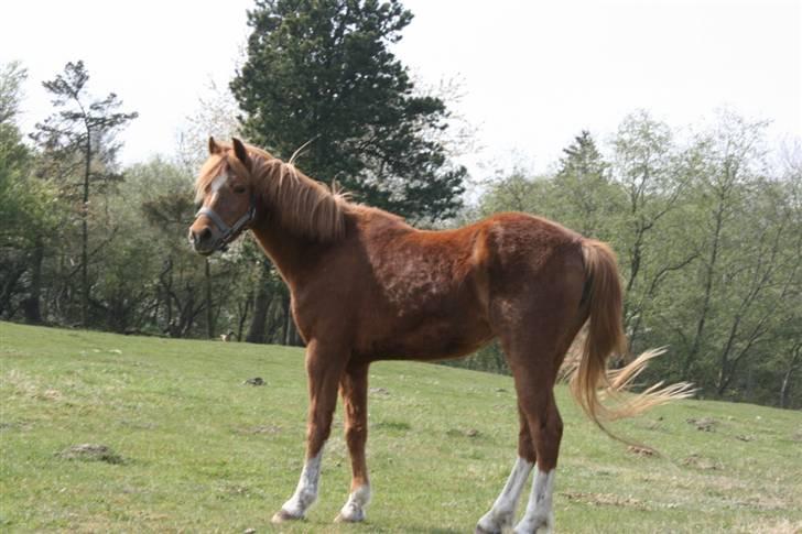 Welsh Cob (sec D) Barnhoeve´s Margot solgt  billede 5