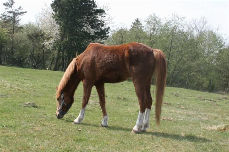 Welsh Cob (sec D) Barnhoeve´s Margot solgt  billede 6