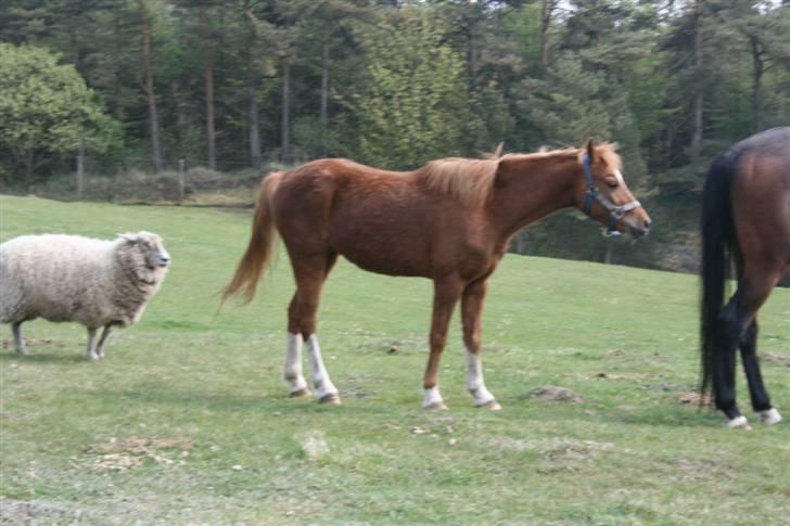 Welsh Cob (sec D) Barnhoeve´s Margot solgt  billede 7