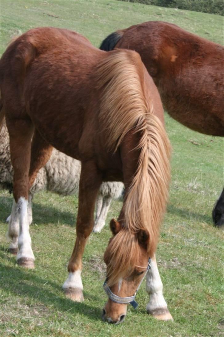 Welsh Cob (sec D) Barnhoeve´s Margot solgt  billede 8