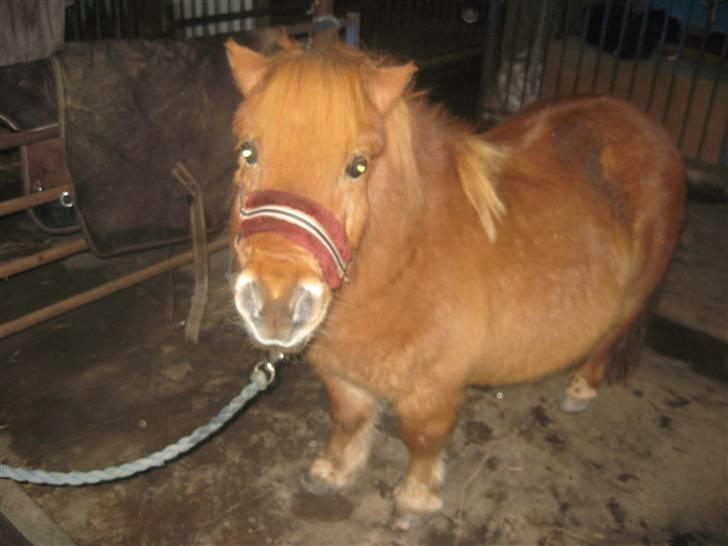 Anden særlig race Mikkel -  - Mikkel  hvad laver du? billede 3