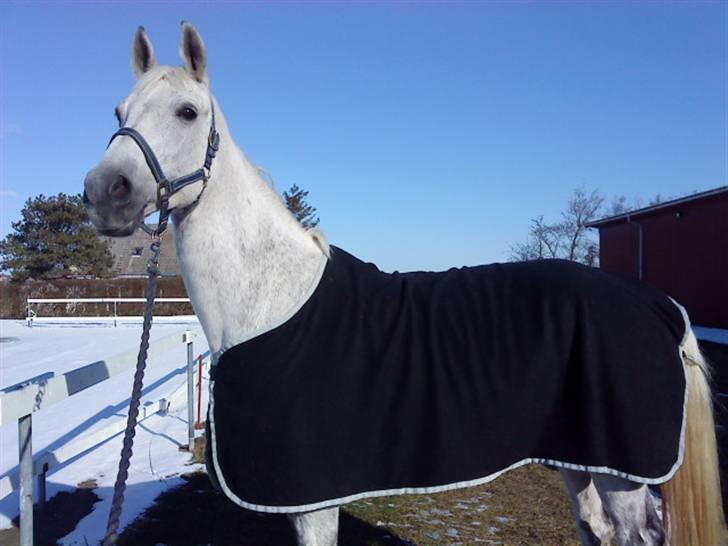 Anden særlig race Matiné solgt billede 1