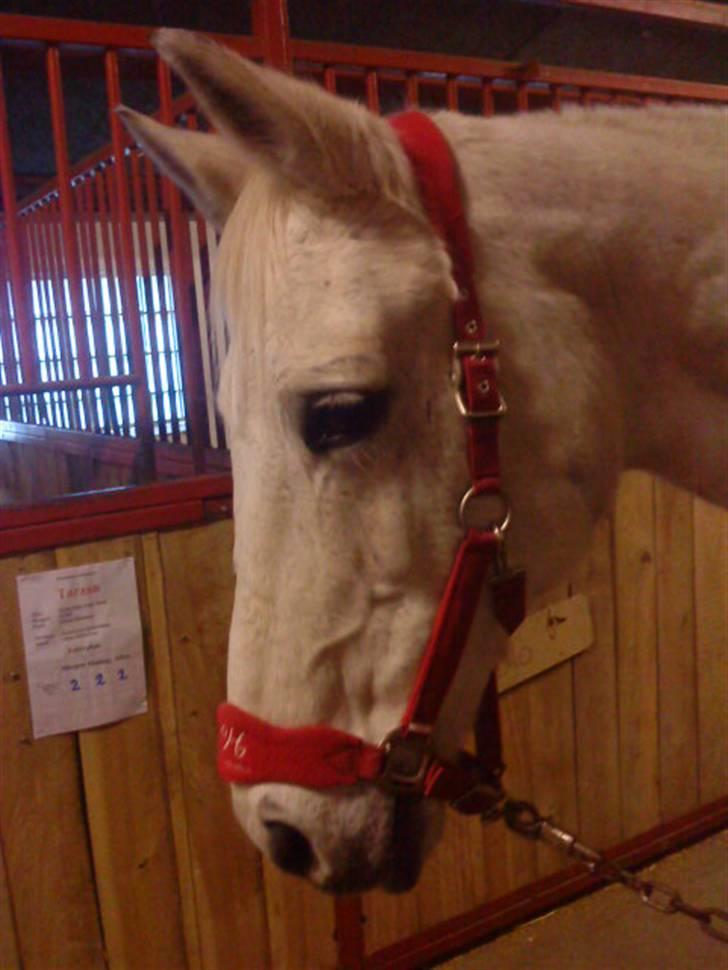 Anden særlig race Matiné solgt billede 2