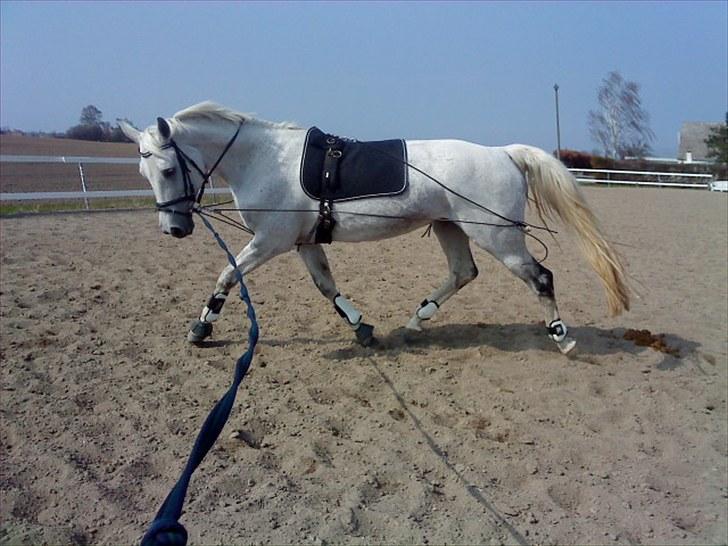 Anden særlig race Matiné solgt billede 5