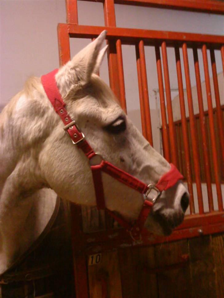 Anden særlig race Matiné solgt billede 7