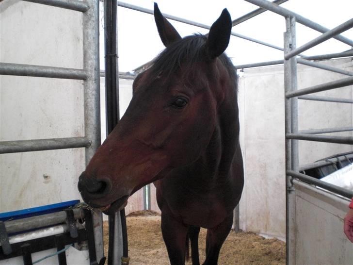 Dansk Varmblod P.Temptation R.I.P :'( billede 17