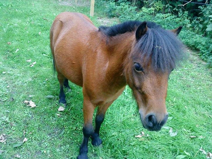 Shetlænder Spivrit<3 - 6) billede 6