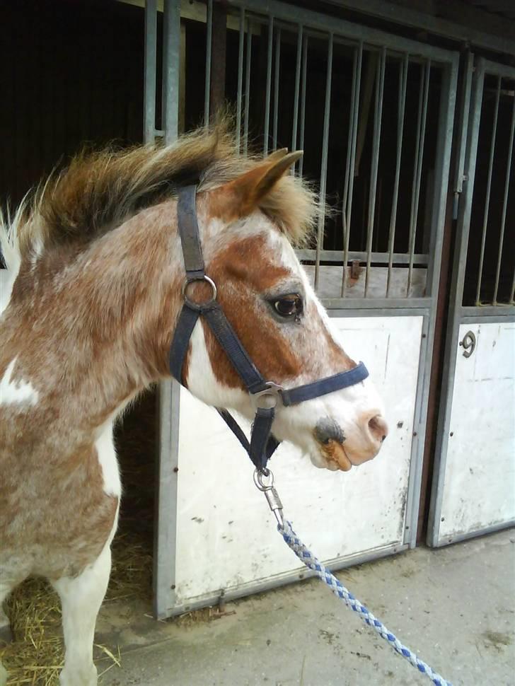 Anden særlig race Winnetou - Om sommeren :-D

*Pinse 2009 billede 11