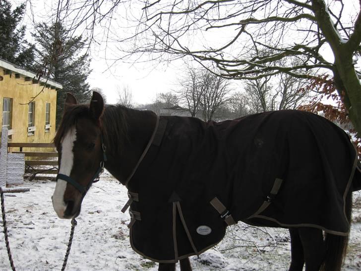 DSP Evita  billede 4