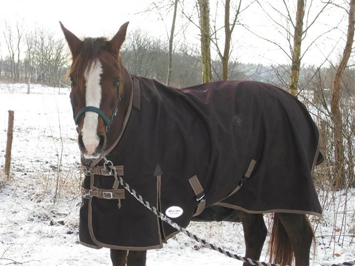 DSP Evita  billede 6