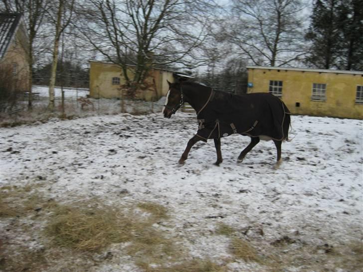 DSP Evita  billede 7